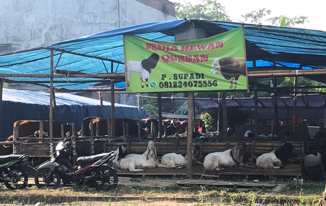 Jelang Idul Adha, Penjualan Hewan Kurban di Malang Sepi Pembeli