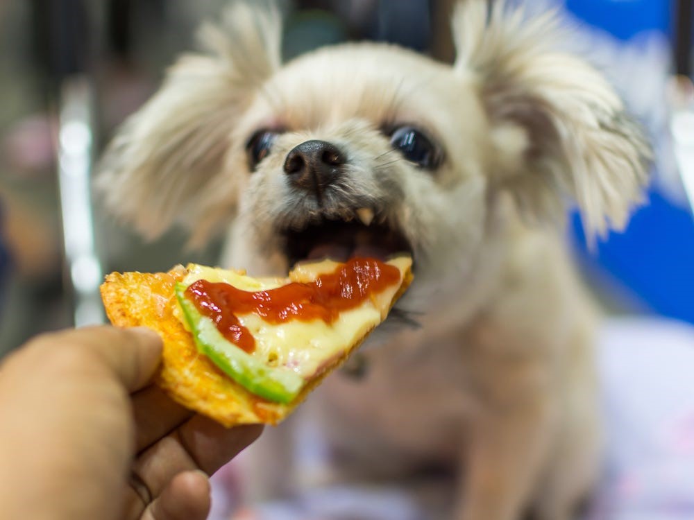 Awas! Jangan Berikan Makanan Ini ke Hewan Peliharaanmu