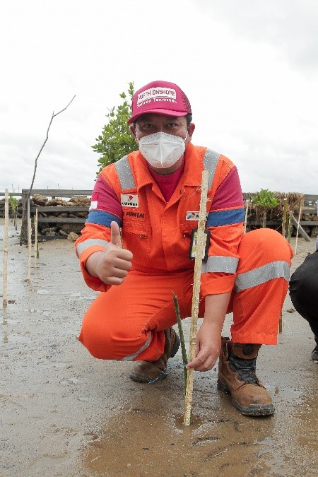 Hulu Kaltim Tanam 10.000 Mangrove di Pantai Kersik Marangkayu