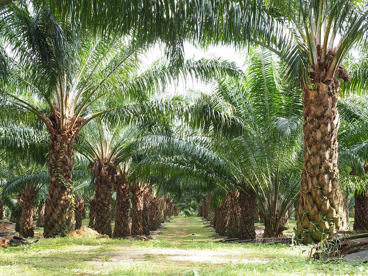 Kelapa Sawit Indonesia Berpotensi Atasi Krisis Energi Dunia