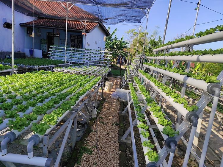 Komunitas Muda Mudi Surabaya Inisiasi Gerakan Urban Farming