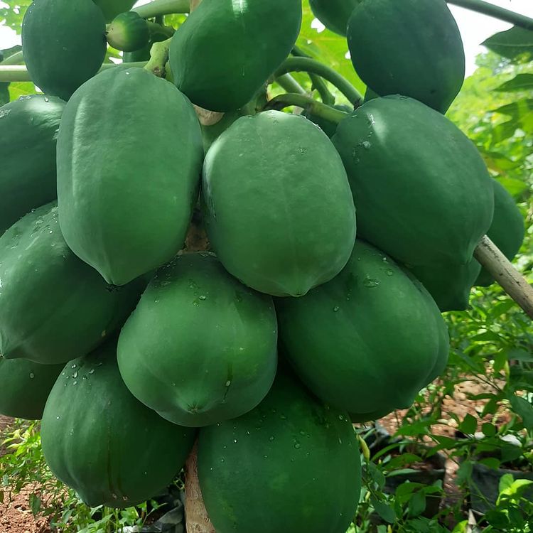 Gestianus Sino, Bertani di Lahan Batu Karang Hasilkan Produk Organik Melimpah