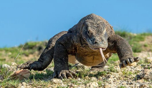 Masuk Daftar Merah, Komodo  Terancam Punah