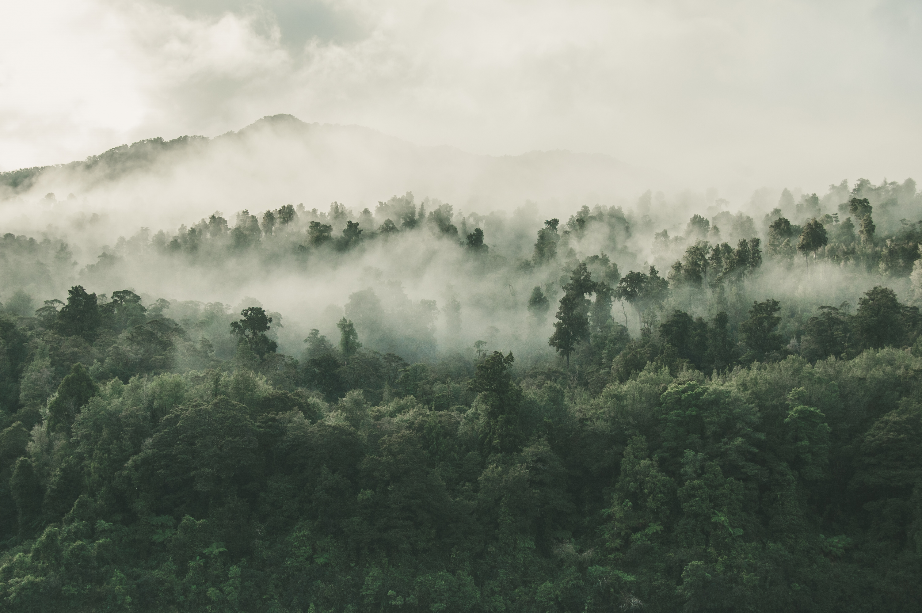 Tak Lagi Serap Emisi, Hutan Warisan Dunia Kini Hasilkan Karbon