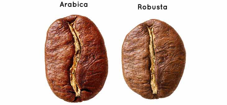 Kopi Robusta dan Arabika 