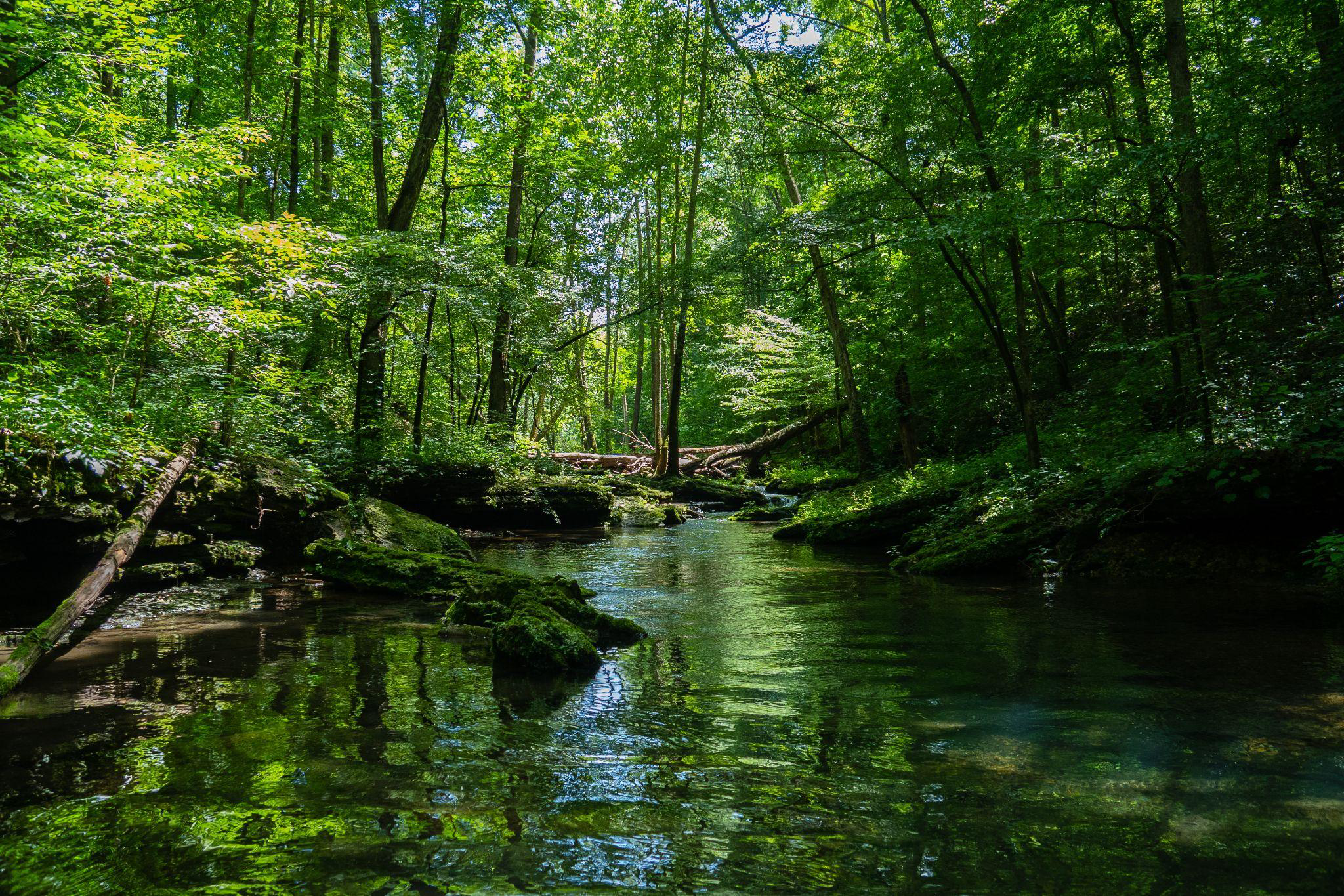 Hutan Amazon Alami Deforestasi Terburuk
