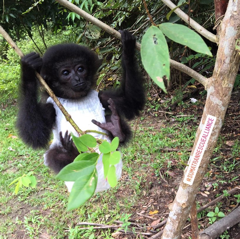 Sumatran Rescue Alliance, Pusat Penyelamatan Satwa Liar di Sumatera Utara