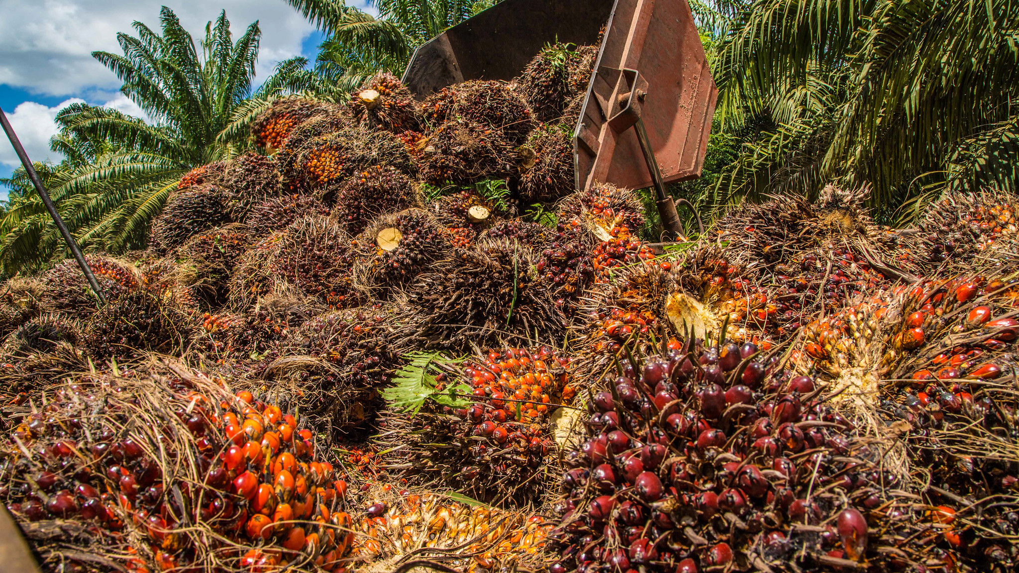 Manfaatkan Lahan Gambut, Kelapa Sawit Jadi Komoditas Ramah Lingkungan