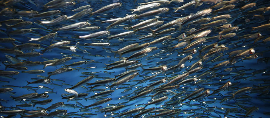 Ikan sardine sardinops sagax