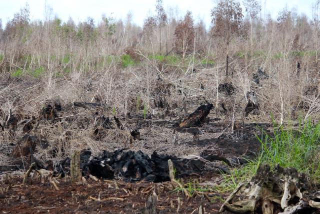 Lahan Gambut yang terdegradasi di Kalimantan Tengah