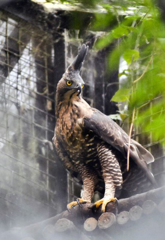 Elang Jawa, Sang Garuda yang Terancam Punah