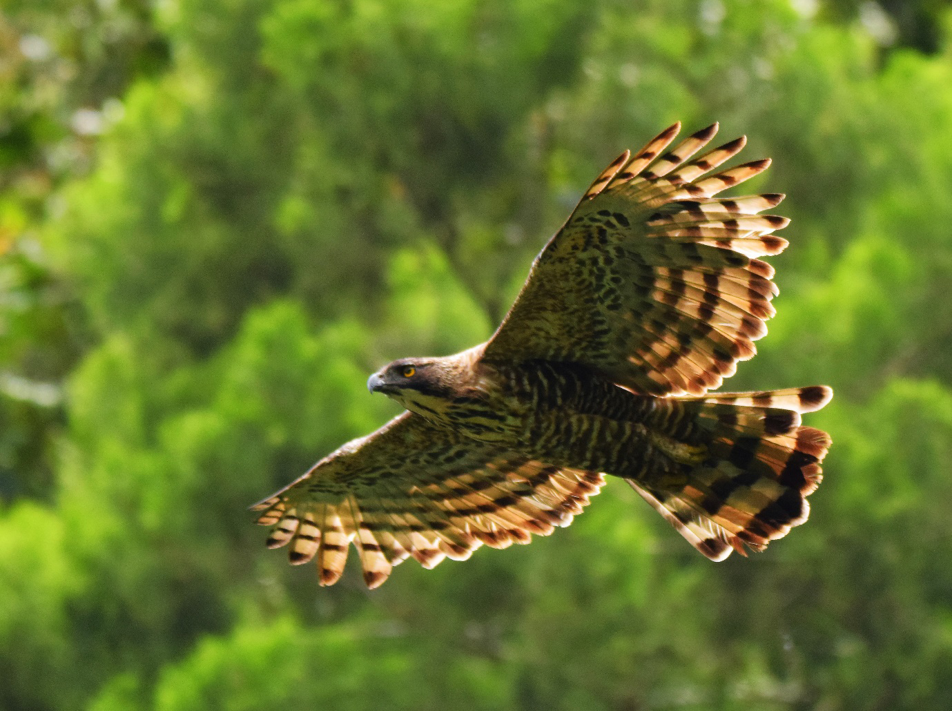 Spizaetus nipalensis bartelsi 