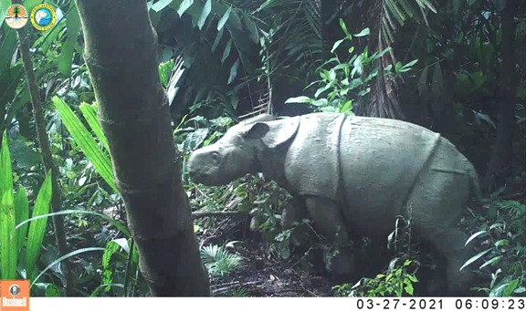 Melihat Badak Jawa di Taman Nasional Ujung Kulon