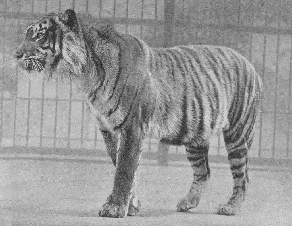 Harimau Jawa, Hewan Punah yang Eksis di Media Sosial