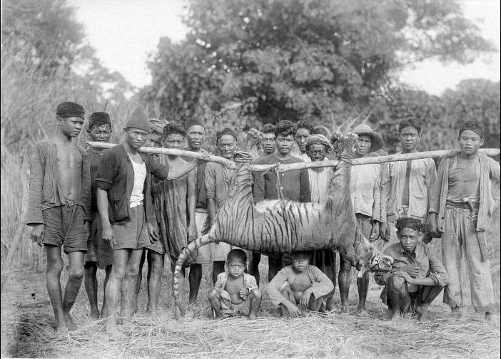 Harimau Jawa yang diburu warga 