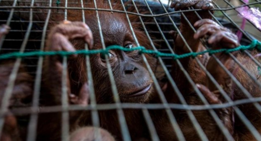 Studi: Perdagangan Satwa Liar Beresiko Sebarkan Zoonosis Pada Manusia
