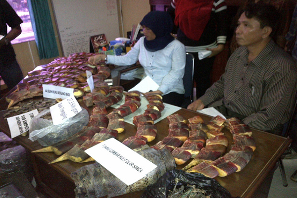Manfaat Organ Satwa Liar, Mitos atau Fakta?