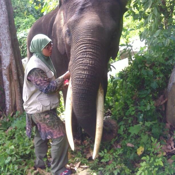 Rosa Rika Wahyuni, Pahlawan Konservasi, Penyelamat Gajah Sumatera