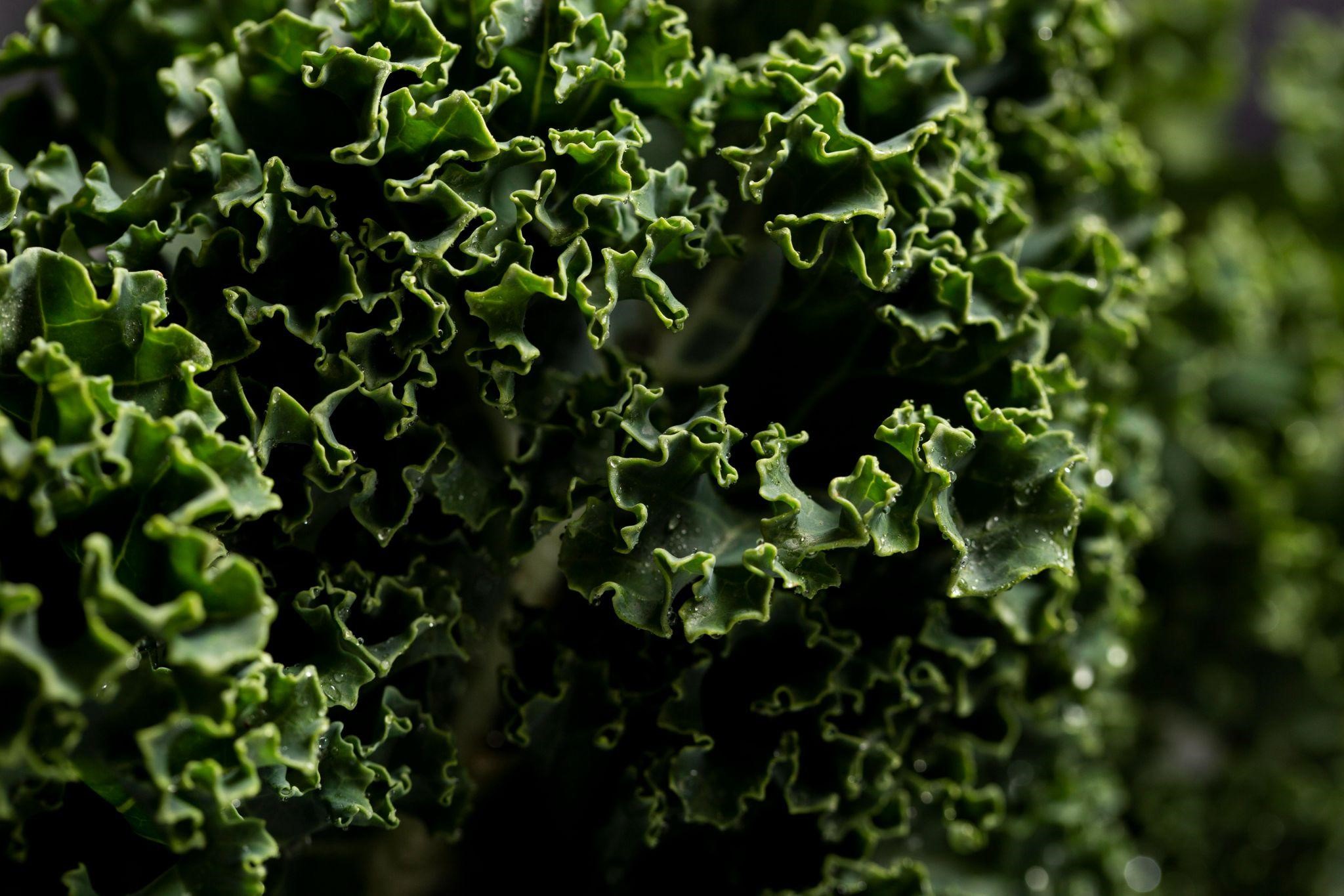 Manfaat Mengkonsumsi Sayur Kale