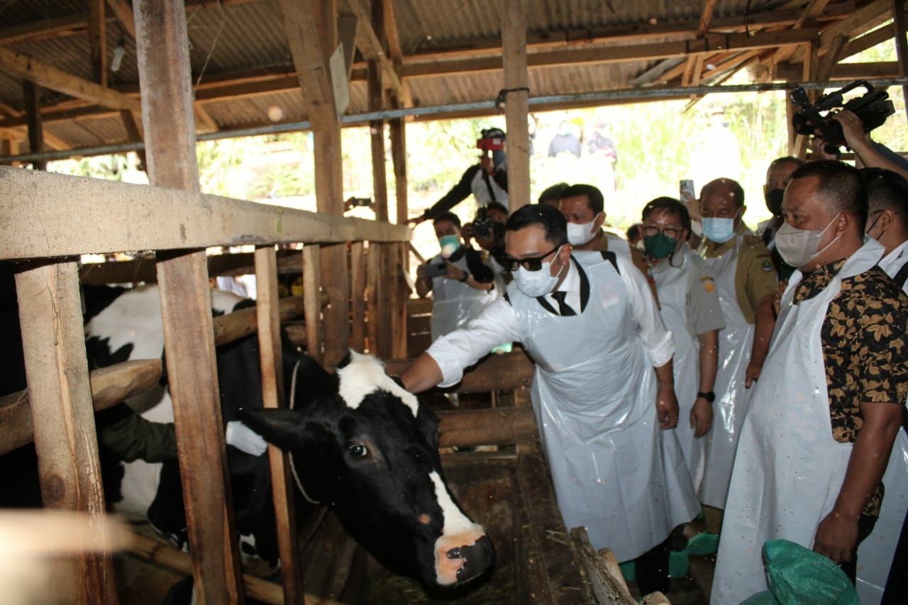 Jelang Idul Adha, Jabar Vaksin 2.000 Ekor Sapi