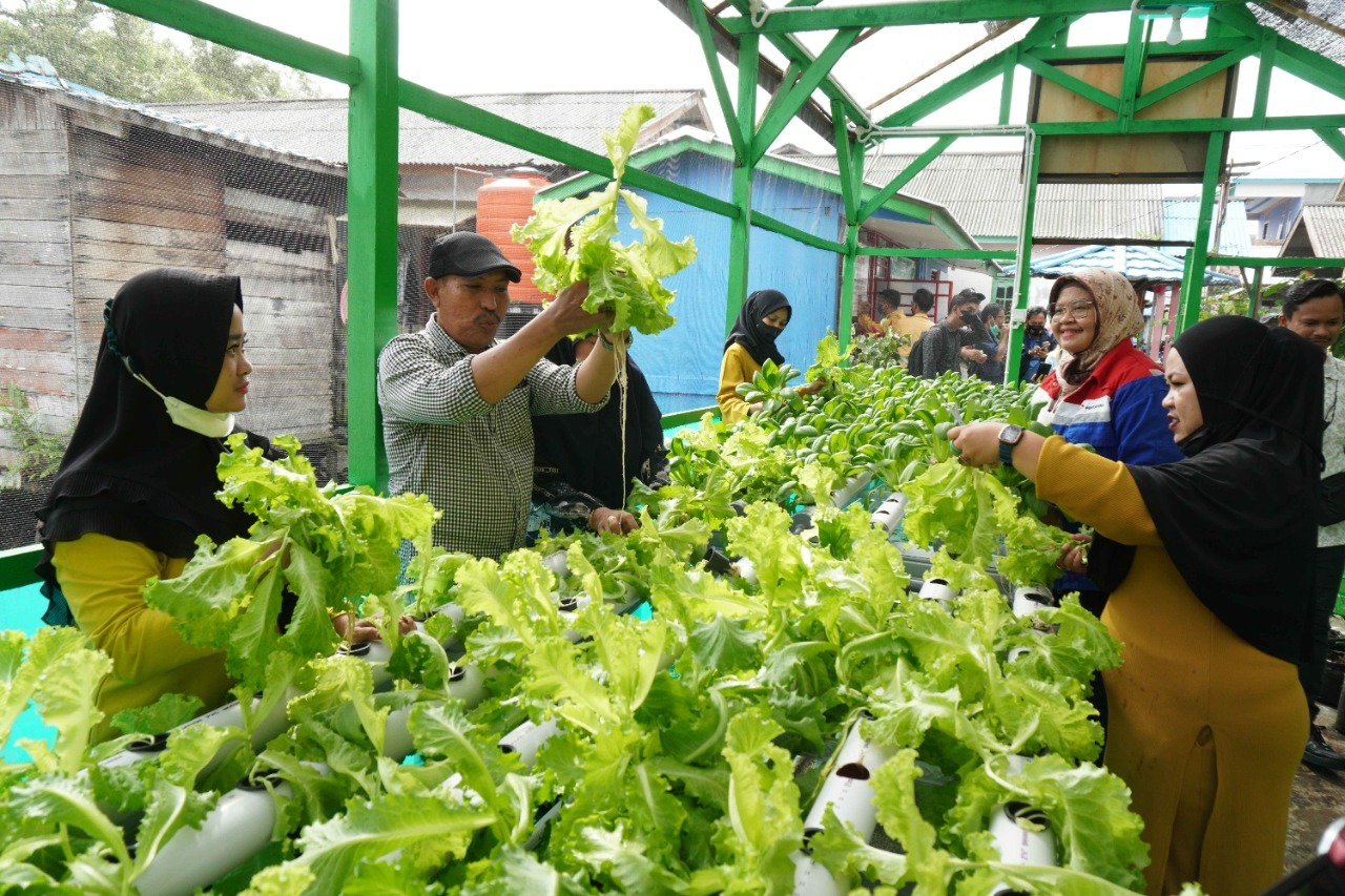 Panen Sayuran Hidroponik di Kampung Atas Air