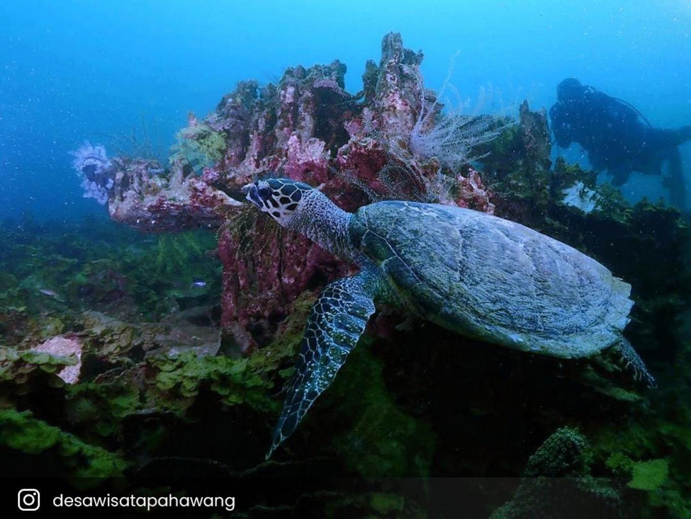 Desa Wisata Pahawang, Tawarkan Wisata Bawah Laut