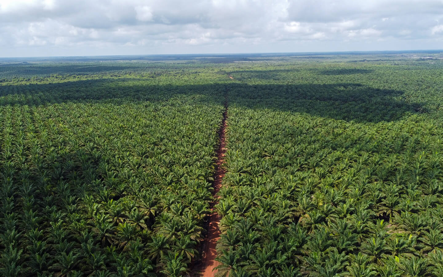 Lowongan Kerja di Perkebunan Sawit PT Bumitama Gunajaya Agro, Catat Syaratnya!