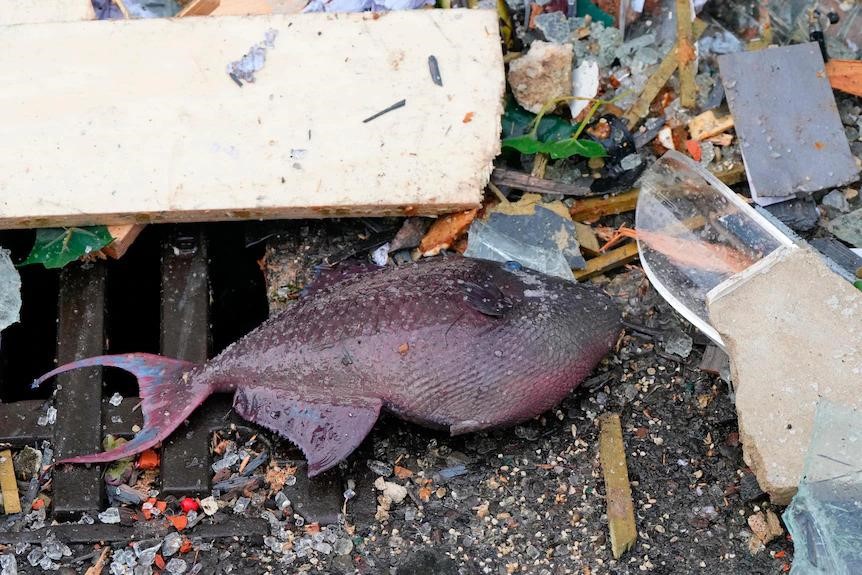 Foto: Orang-orang melewati pintu masuk hotel yang rusak setelah akuarium AquaDom meledak dan bocor di Berlin (Filip Singer/EPA)