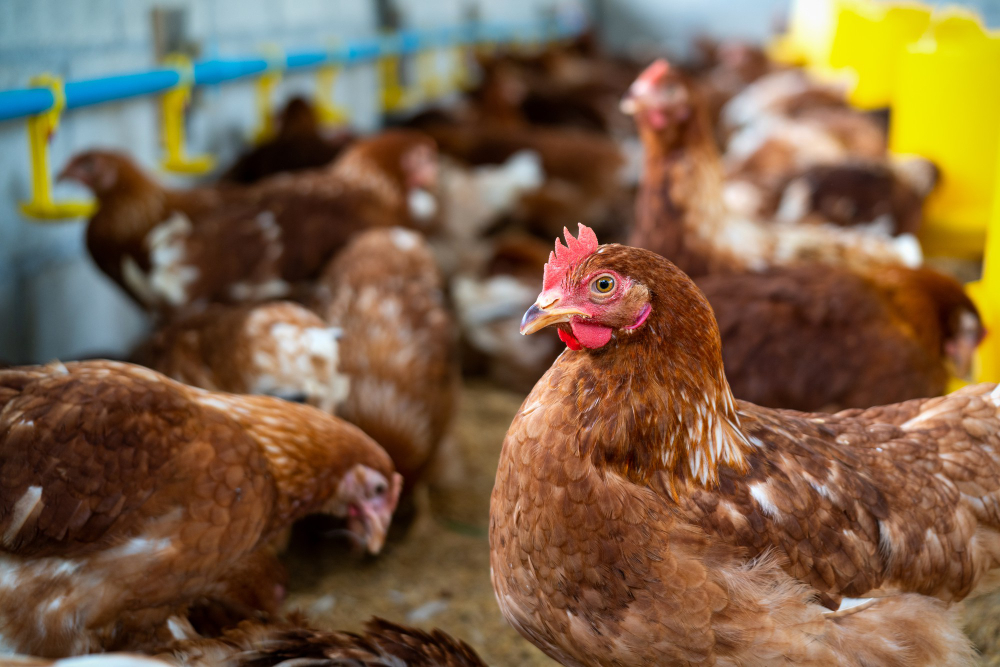 Kamboja Laporkan Dua Kasus Flu Burung, Kemenkes Waspada KLB Flu Burung