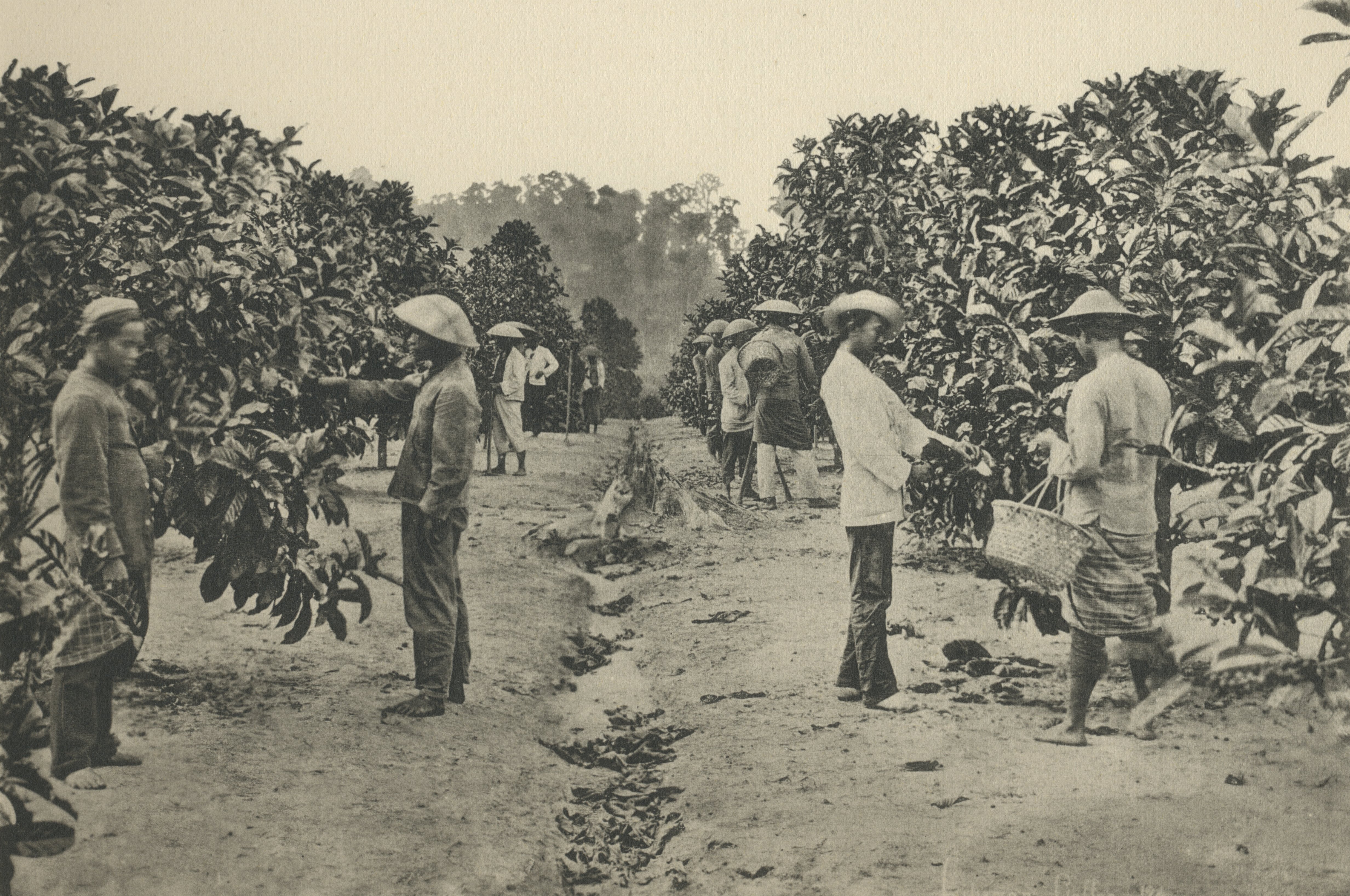 Sejarah Kopi Indonesia: Dari Batavia Kini Populer di Seluruh Dunia