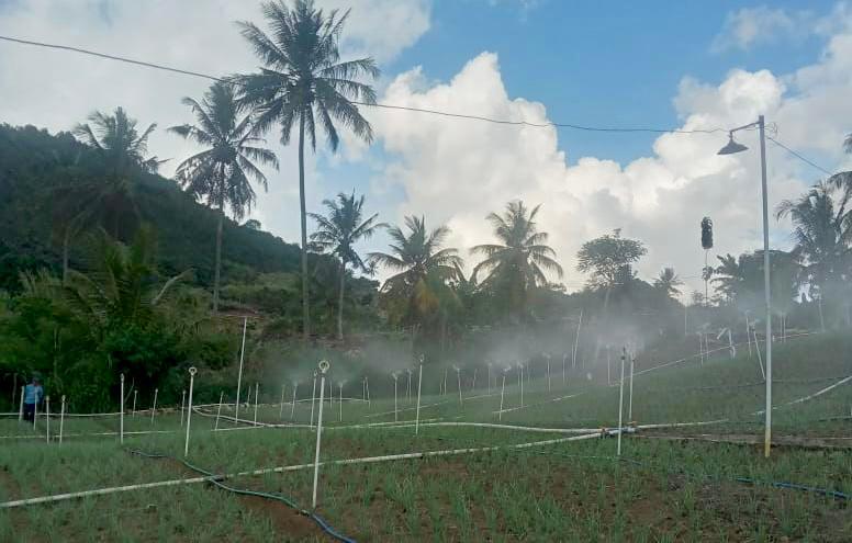 Program electrifying agriculture PLN Tekan Biaya Operasional Petani Bawang Merah hingga 90 Persen