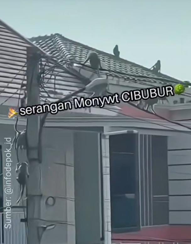 Puluhan Monyet Serbu Perumahan Warga di Cimanggis Depok