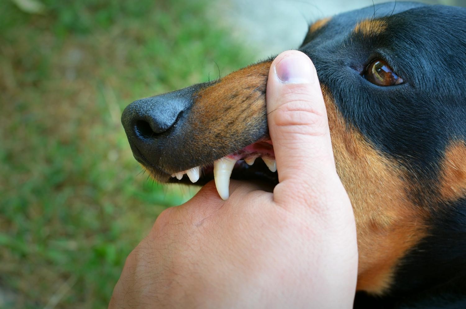 Foto: Ilustrasi Rabies (freepik.com photo by aleksandarlittlewolf)